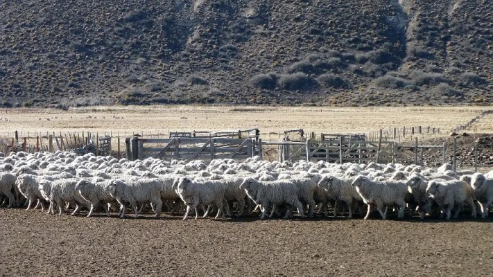 Ley Ovina: $50.000.000 serán invertidos en Río Negro durante 2022