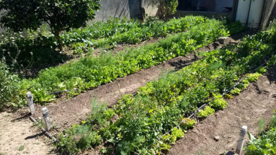 alimentación saludable, huerta, Madryn, Municipales