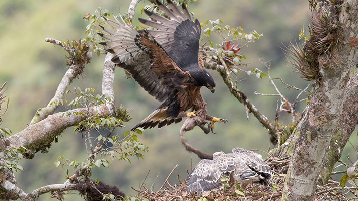 Sólo quedan menos de mil águilas andinas adultas