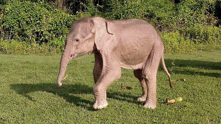 Nació un raro elefante blanco