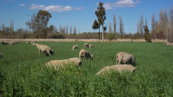 Productores del Valle advierten falta de líneas de crédito y aumento en los insumos