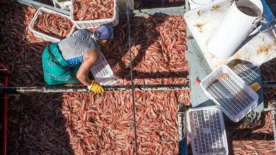 langostino, Pesca, prospección