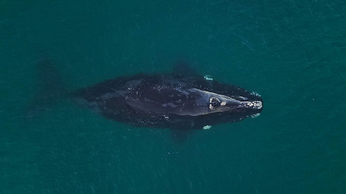 Cómo cuidar a las ballenas francas a través de las fotos