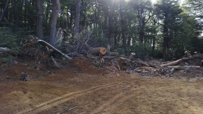 Multaron a un complejo de esquí por tala ilegal de un bosque nativo