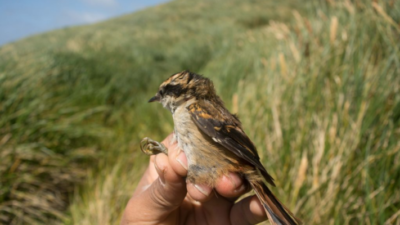 Ecología, nueva especie, rayadito Subantártico