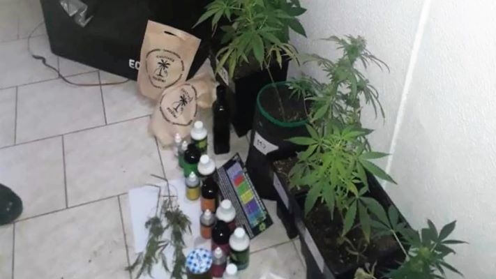 Madryn: Gendarmería allanó dos viviendas y secuestró plantas de marihuana
