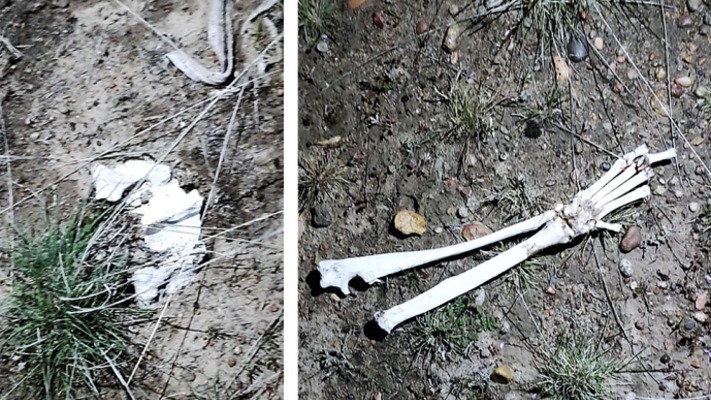 Encontraron restos óseos en un campo cercano a Trelew