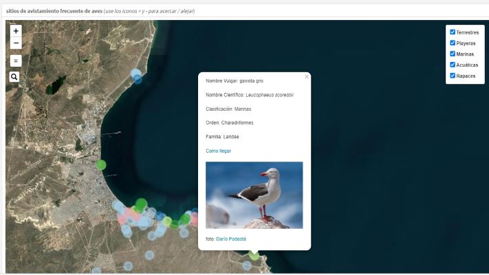 Lanzaron una web que mapea las aves en Puerto Madryn