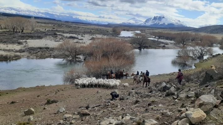 Recuperaron 80 animales robados de un campo en El Maitén