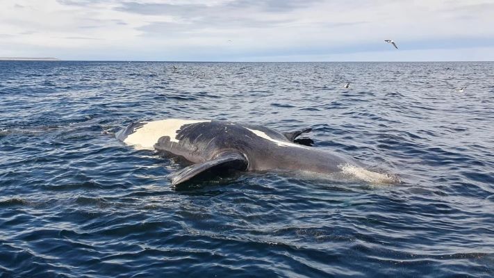 Murieron seis ballenas en la bahía de Puerto Pirámides