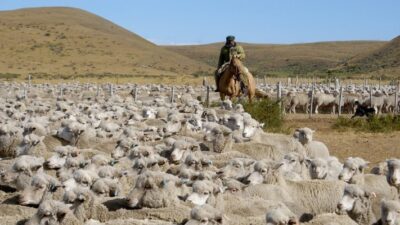 chubut, dólar lana, economia, Ganaderos, retraso cambiario, Sociedades Rurales