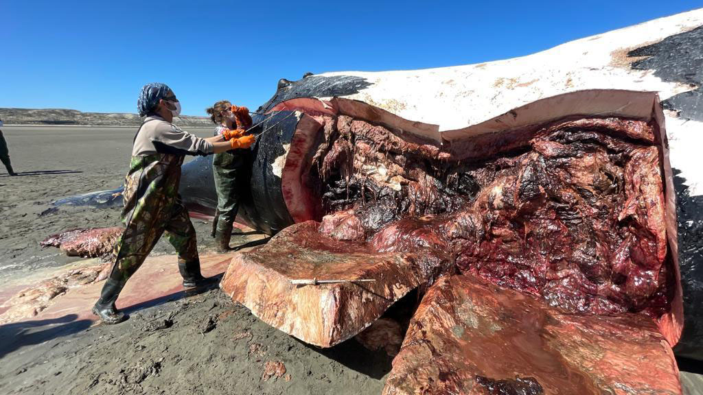 Investigan y monitorean la causa de muerte de Ballenas Franca en el Golfo Nuevo