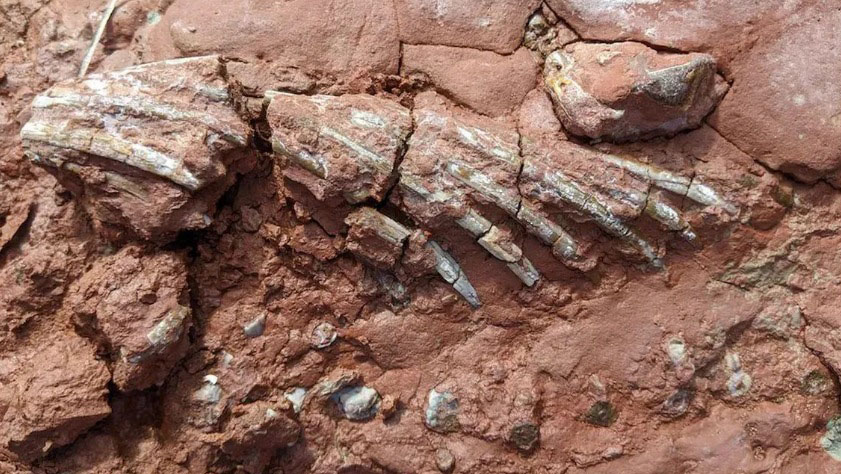 Hallan los fósiles de un animal desconocido que habría vivido antes que los dinosaurios