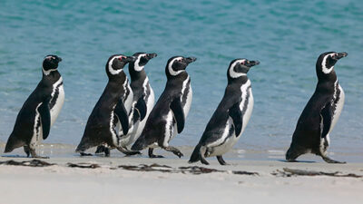 Regresan al país los pingüinos de Magallanes con geolocalizadores