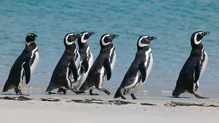Investigador chubutense participa de estudio mundial del ADN de los pingüinos