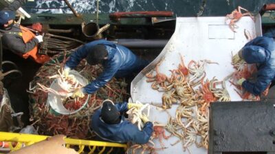 Etiquetas: CENTOLLA, INIDEP, Pesca