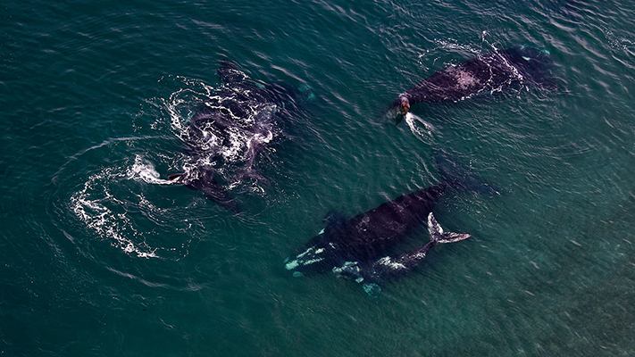 Madryn recibió 174 mil turistas durante la Temporada de Ballenas