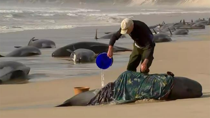 En Australia encuentran a 230 ballenas varadas en la playa