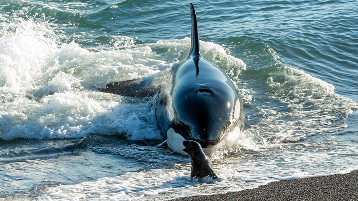 Lanzaron un concurso sobre orcas para alumnos de Chubut