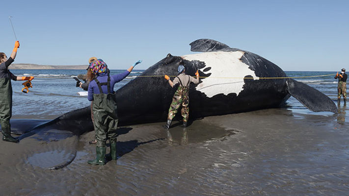 Ya son siete las ballenas francas muertas en el Golfo Nuevo