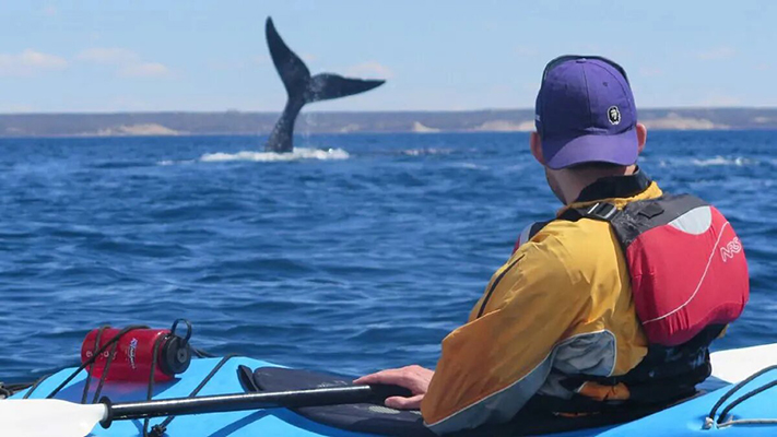 Kayakistas de Puerto Madryn subieron a TikTok un video remando con ballenas y se hizo viral