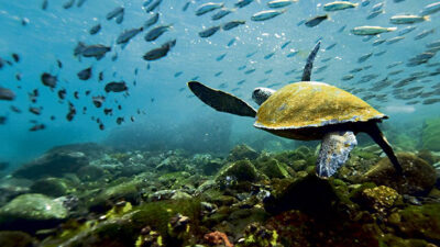 corales, Ecología, Ecuador, galapagos