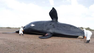 Investigadores confirmaron que ya son 30 las ballenas muertas