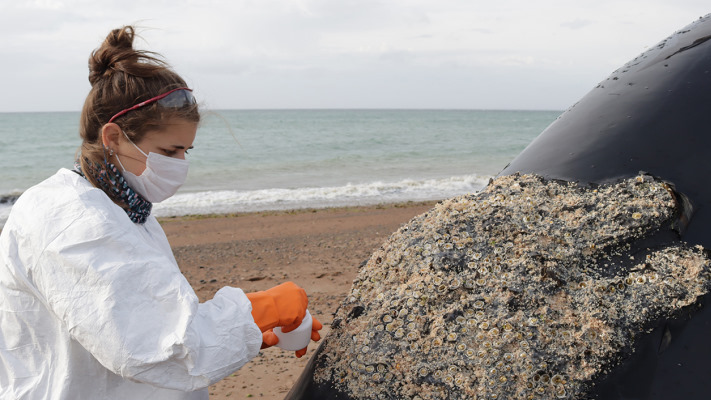 Confirman toxinas de “marea roja” en ballenas que murieron en Península Valdés