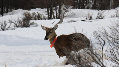 Afirman que quedan menos  de 500 huemules todo el país