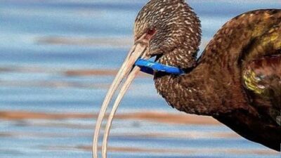 Ecología, plástico, rio parana
