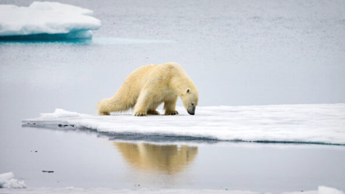 Para 2050 habrá desaparecido el 30% de los osos polares