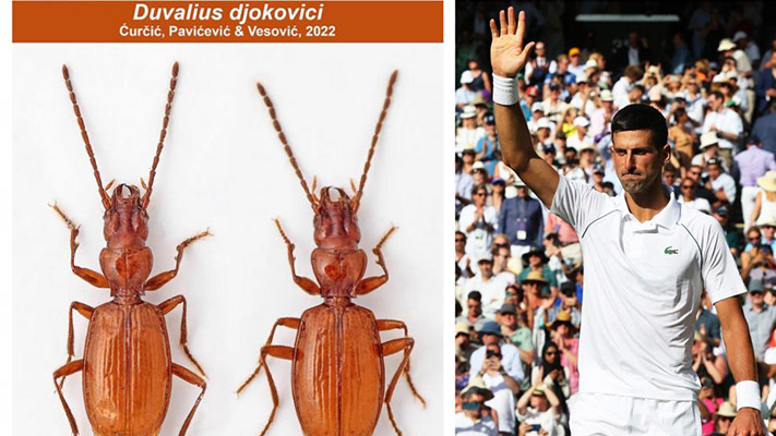 Descubren una cucaracha y la llaman Novak Djokovic