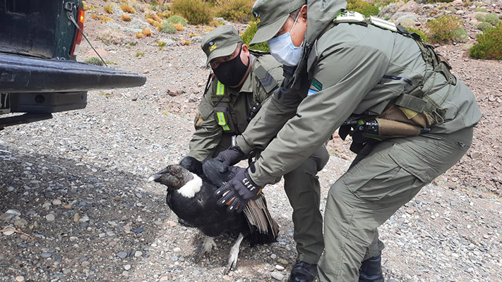 Rescatan a un cóndor caído a la vera de una ruta de Mendoza