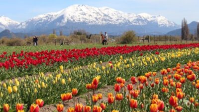 campo de tulipanes, Trevelin, turismo