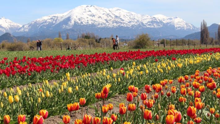Comenzó la Temporada 2022 de los tulipanes en Trevelin