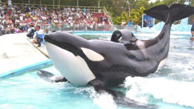 Buscan prohibir por ley el cautiverio de fauna marina