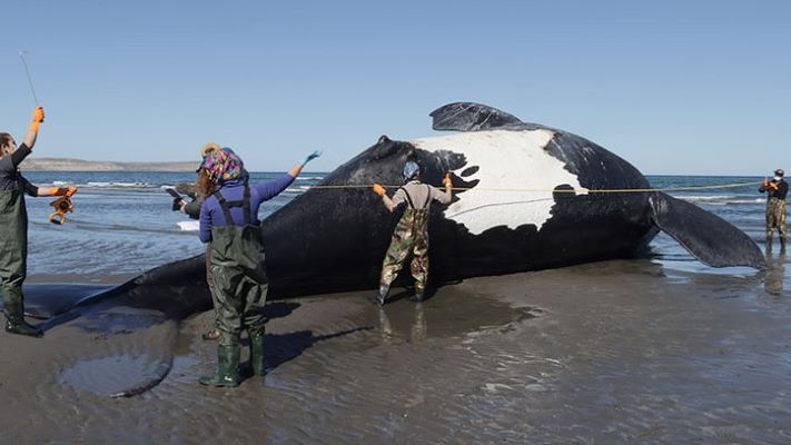 Ya son 13 las ballenas muertas en el Golfo Nuevo