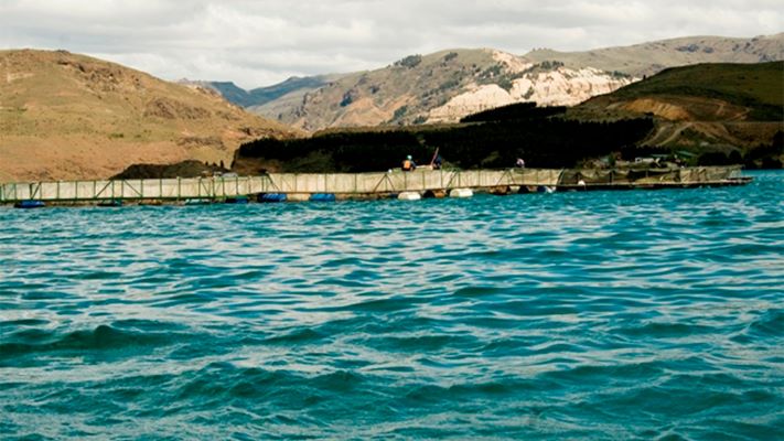 Prohibieron el ingreso de productos de la pesca provenientes de Chile no aptos para su consumo