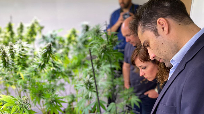 Ya producen semillas de cannabis medicinal en Madryn