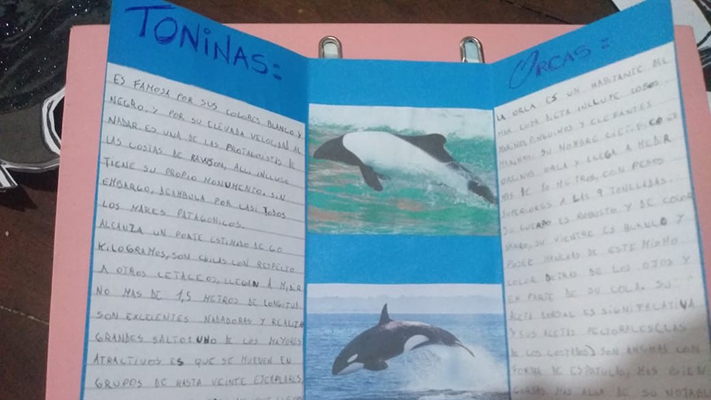 Escuela de Madryn ganó el concurso sobre toninas y orcas