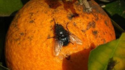 Cipolletti, mosca de los frutos, Río Negro, SENASA