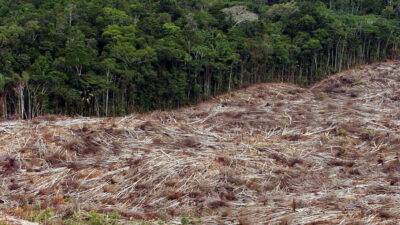 Alemania, amazonia, bolsonario, desforestación, Ecología, lula