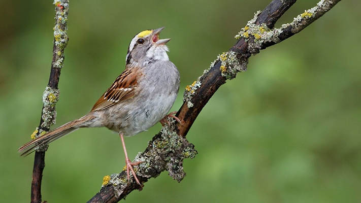 Aseguran que el canto de las aves beneficia la salud mental