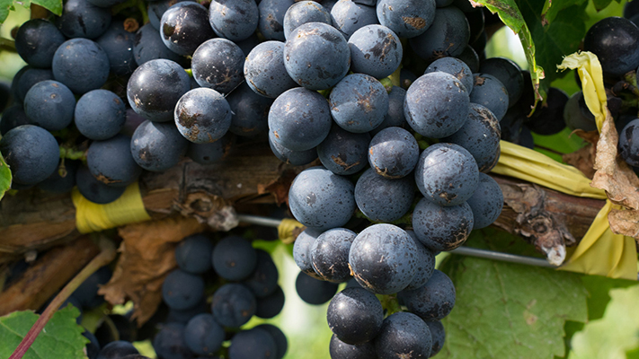 Chubut promocionará sus vinos en una expo en Salta