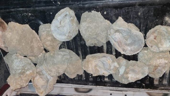 Detienen a un hombre cuando salía de Chubut con ostras petrificadas