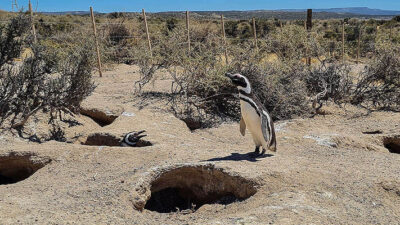 chubut, jueza, Lucas Micheloud, Punta Tombo, Tolomei
