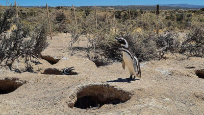 Matanza de pingüinos de Magallanes en Punta Tombo: elevaron la causa a juicio