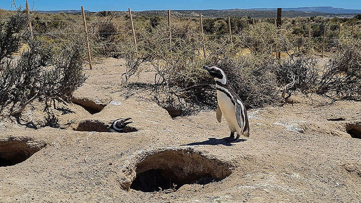 Presentaron una querella penal por la matanza de pingüinos en la reserva de Punta Tombo