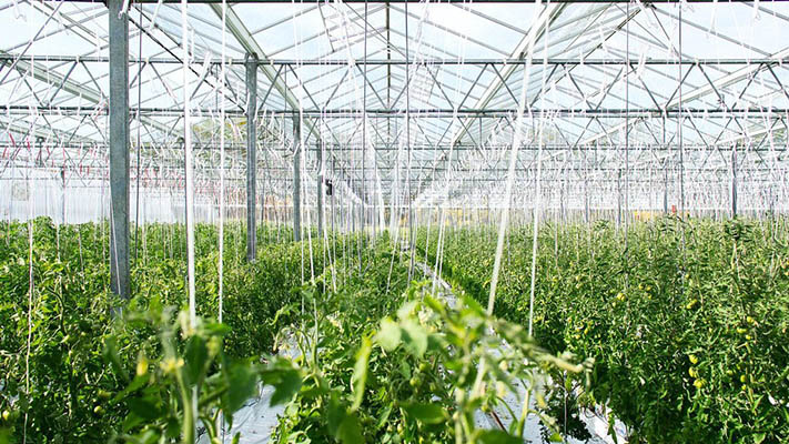 El uso masivo de plástico en la agricultura afecta nuestra salud