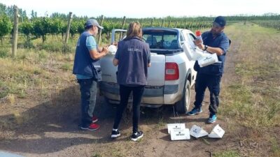 Detectan una nueva plaga en la región patagónica